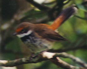 fantail