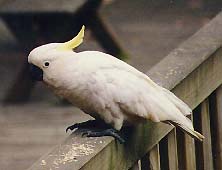 Sulphur