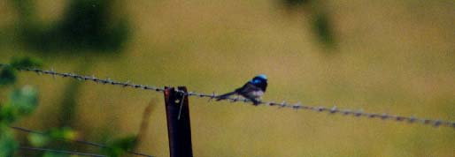 Superb Fairy Wren