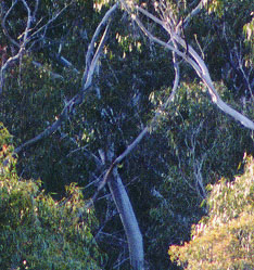 yellow tailed black